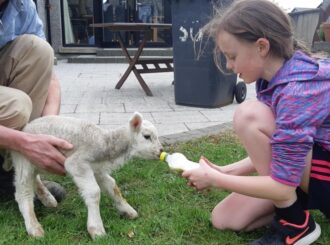 Feeding lambs on the farm